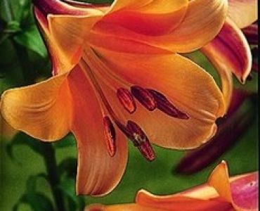 лилиум тромпет African Queen