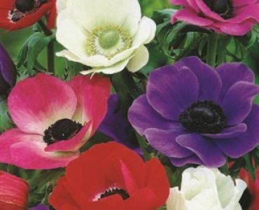 Анемоне The Caen mix