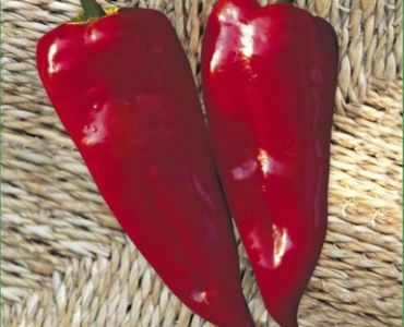 пипер Куртовска капия 1619