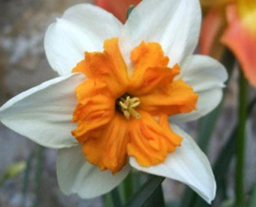 Нарцис Parisienne