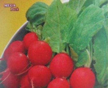 репички Сакса 2