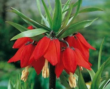 Фритилария - Fritillaria Imperialis Rubra