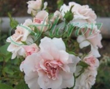 Облагородена бордюрна роза Флоров: Каталожен номер 43