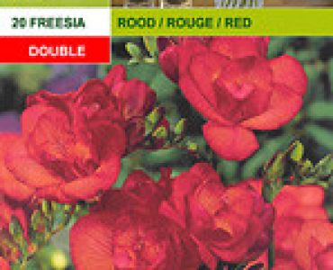 фрезии Кичести - червени 20бр.