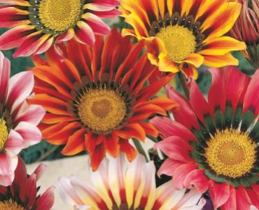 Газания микс`SG