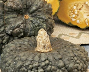 тиква Marina di Chioggia`SG