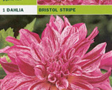 далия Bristol Stripe