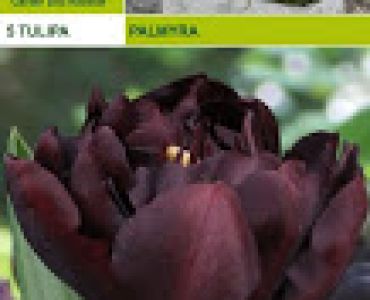 Лалета Palmyra (пакет - 5 луковици)