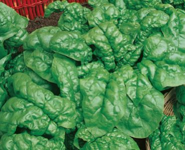 спанак Америка`SG