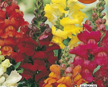 Антиринум - кученца едри, високи`SG