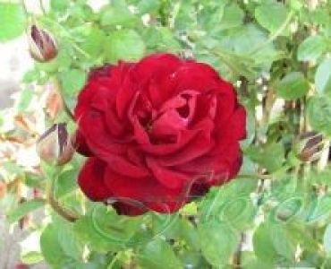 Облагородена бордюрна роза Флоров: Каталожен номер 39