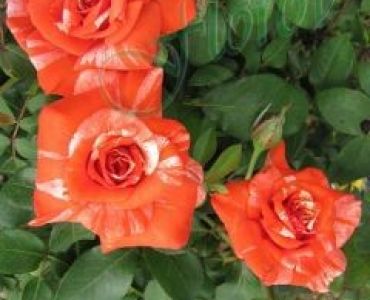 Облагородена храстовидна роза Флоров: Каталожен номер 12