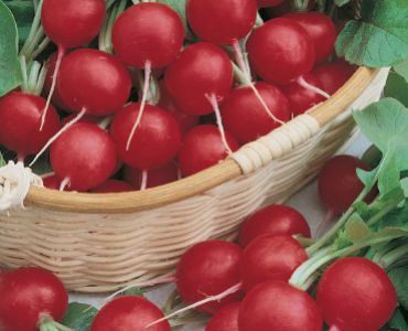 репички Шампион`SG