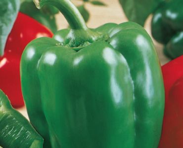 пипер Калифорнийско чудо (зелен)`SG