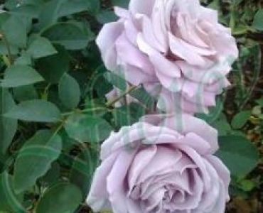Облагородена катереща роза Флоров: Каталожен номер 33
