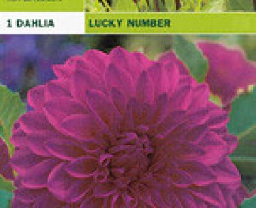 далия Lucky Number