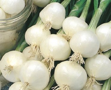 лук Помпей`SG