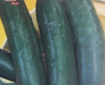 краставици Джемини F1