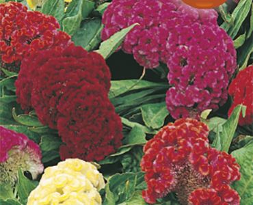 Целозия - петльов гребен `SG