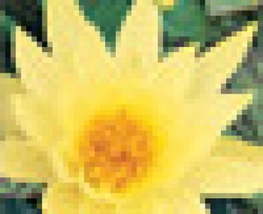 водна лилия Жълта