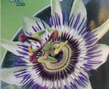 Пасифлора (семена)