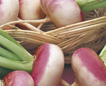 ряпа Милано`SG