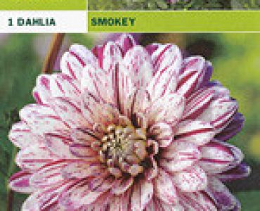 далия Smokey