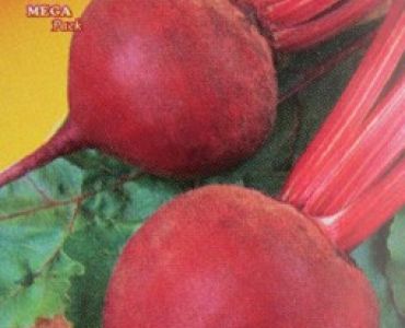 салатно цвекло Детройт 2