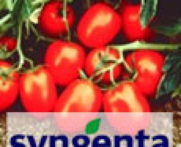 домати Чибли F1