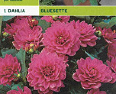 далия ниска Bluesette