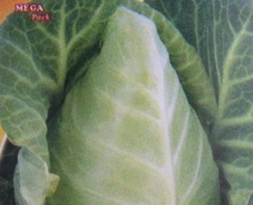 зеле Сърцевидно