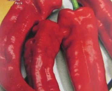 пипер Червен рог