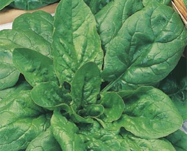 спанак Viroflay`SG