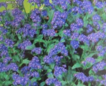 Незабравка