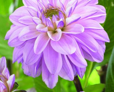 далия Sweet Surprise