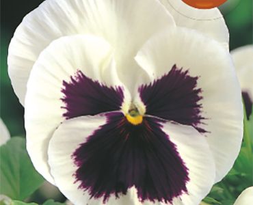 Теменуга Бяла с черно сърце`SG