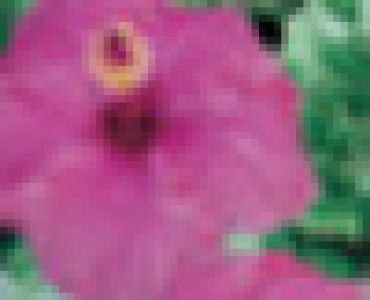 хибискус Розов