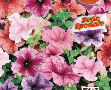 Петуния Superbissima Mix