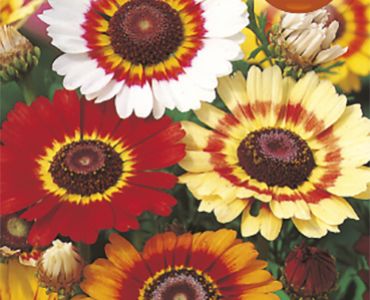 Хризантема `SG