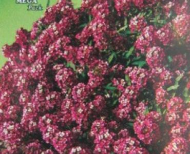 Алисум - розов