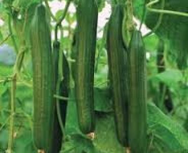 краставици Спътник F1 