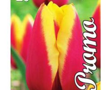 Лале Triumph-Red/Yellow