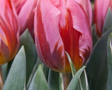 лале Pretty Princess 11/12