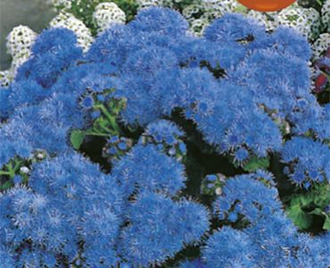 Синьо пухче - едроцветно (Агератум)`SG