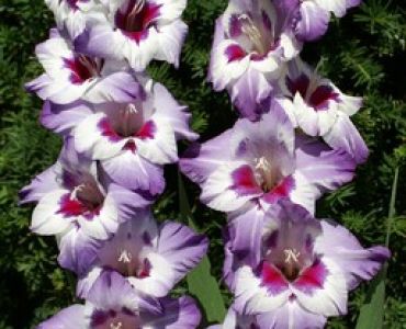 гладиол Vista