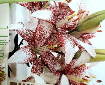 лилиум Crossover