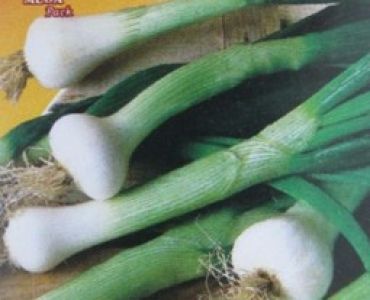 лук за пера Бял Лисабонски