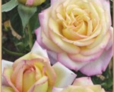 Храстовидна роза 005