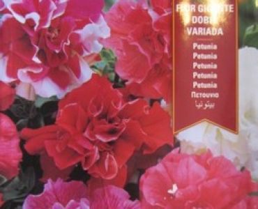 Петуния кичеста