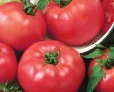 домати Фуджи пинк F1